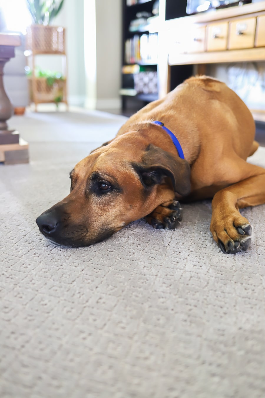 Pet-Friendly Washable Carpet – Non-Slip, Stain Resistant Rug - Together Carpet