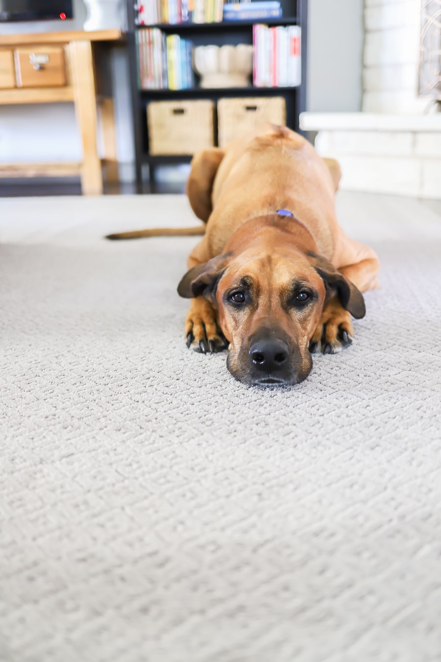 Pet-Friendly Washable Carpet – Non-Slip, Stain Resistant Rug - Together Carpet